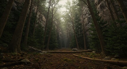 Obraz premium Sunlit Path Through a Dark Forest