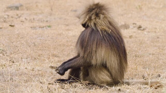 Gelada Monkey Sitting On The Ground In Simien Mountains National Park, Ethiopia. - closeup shot