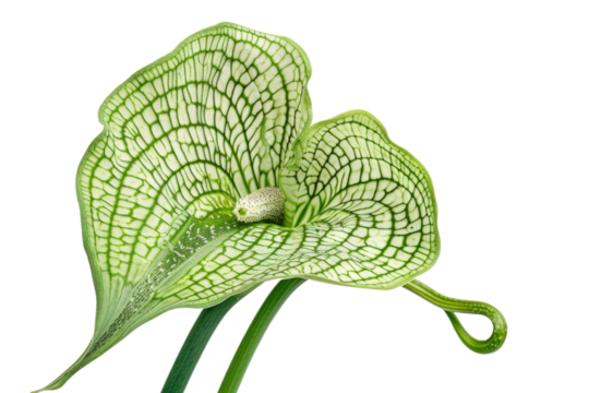Darlingtonia Cobra Lily Isolated on White Background