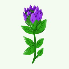 Hand drawn illustration of bakuchiol flower 