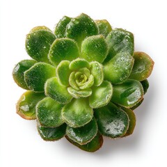 Succulent rosette with water droplets