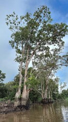 Tall, unique trees line the muddy banks of a remote Borneo river. This stunning vertical shot captures the wild, untouched beauty of the Indonesian tropical rainforest.