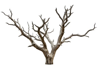 Whispers of Winterwood