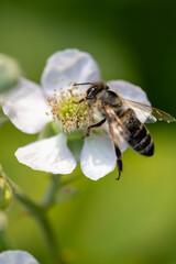 Close-up: A diligent honey bee gathers nectar & pollen from a white blossom. Its vital pollination work unfolds on a blurred green background.