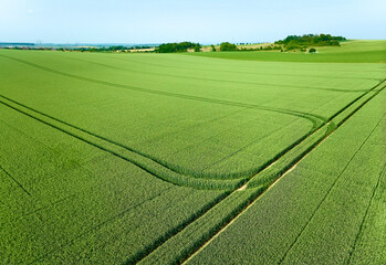 Drone view of a green cornfield with tractor tracks in Baden-Württemberg, Germany