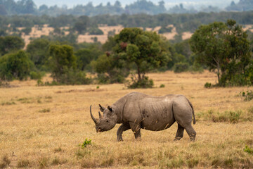 White Rhinoceros Ceratotherium simum Square-lipped Rhinoceros at Khama Rhino Sanctuary Kenya Africa.