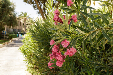 Vibrant pink oleander flowers in full bloom next to a stone pathway. Perfect for summer, travel, or nature themes.