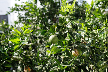 Close-up of unripe green oranges on a tree branch, surrounded by lush green leaves. Perfect for agriculture or citrus themes.