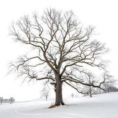 Fototapeta premium Winter Landscape: Majestic Oak Tree in Snowy Field - Nature Photography
