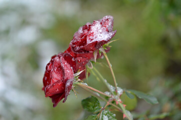 red blooming roses covered with snow