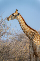 Obraz premium Close up photo of the head and neck of a giraffe, wildlife and game drive in Namibia, Africa