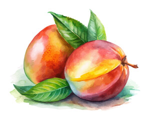 Watercolor tropical mango fruits isolated on white background