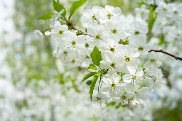 Cherry blossoms bloom against a bright spring sky on a tranquil day in nature