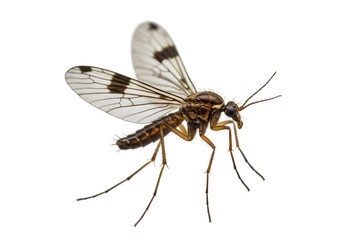 Detailed Close-up of a Psychodidae Fly on white background