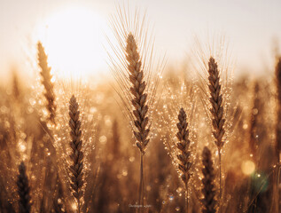 Fototapeta premium Golden wheat ears in field backlit by warm sunset sunlight, close-up macro detail