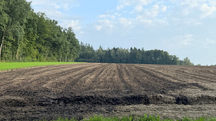 Plowed agricultural field with visible soil rows near forest under blue sky, farmland landscape showing rural countryside, cultivation and farming concept, natural seasonal scenery in summer. High