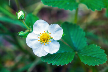 White strawberry flower and closed bud grow in spring garden close up