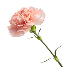 A fresh light pink carnation flower blooms, presented elegantly isolated on a clean transparent background for versatile design use.