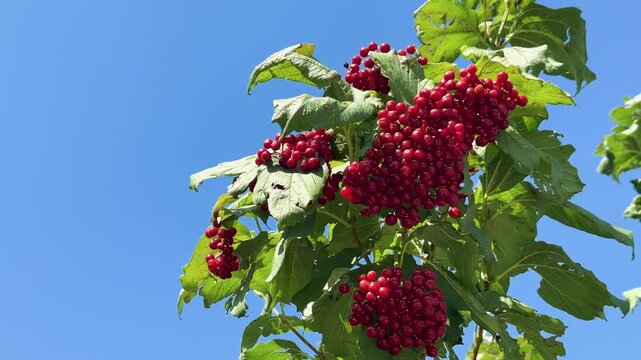 Vibrant Red Viburnum Berries Against a Clear Blue Sky.
Clusters of Ripe Guelder Rose on a Sunny Day
