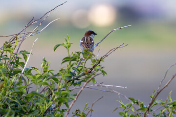 Male house sparrow (Passer domesticus) common in towns and cities worldwide Bull Island Dublin
