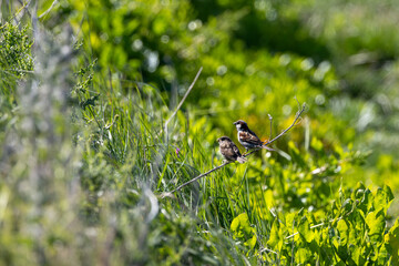 Male house sparrow (Passer domesticus) common in towns and cities worldwide Bull Island Dublin