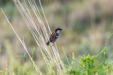 Male house sparrow (Passer domesticus) common in towns and cities worldwide Bull Island Dublin