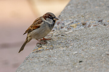 Male house sparrow (Passer domesticus) common in towns and cities worldwide Bull Island Dublin