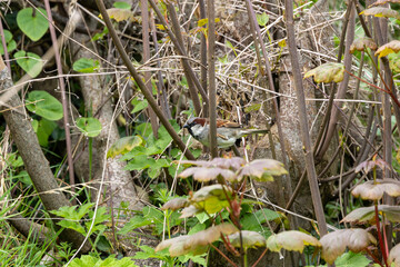 Male house sparrow (Passer domesticus) common in towns and cities worldwide Bull Island Dublin