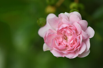 A pink rose blooms against the background of its leaves.