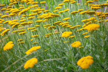 Goldgarbe, Achillea filipendulina © janvier