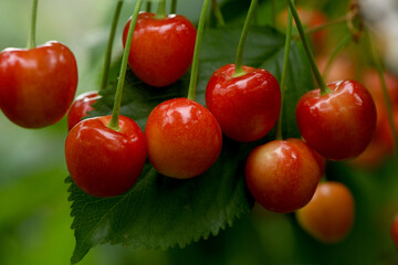 Ripe pink cherries hanging from cherry tree branch. Harvest sweet cherries on tree.