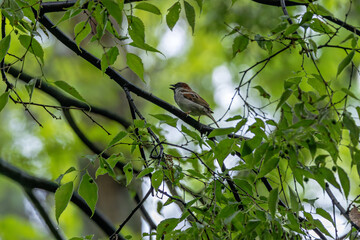 Male house sparrow (Passer domesticus) common in towns and cities worldwide Bull Island Dublin