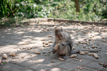 A single Long-tailed macaque (Macaca fascicularis) sits on the ground, intently focused on eating, surrounded by peels in a natural forest setting.