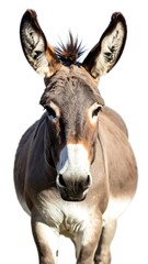 Obraz premium Donkey portrait, close-up