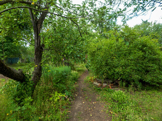 Path leading through a green garden.