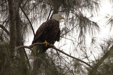 bald eagle on the branch