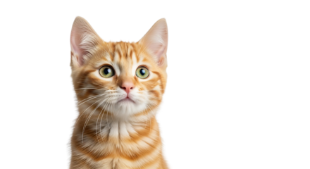 Curious ginger kitten looking up, isolated on pure white background, clean cutout, high detail fur, centered copy space, photorealistic