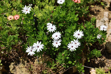 Osteospermum flowers, Mallorca island.