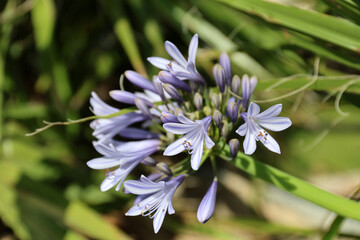 Blooming Agapanthus island of Mallorca.
