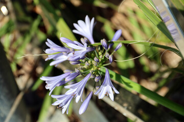 Blooming Agapanthus island of Mallorca.