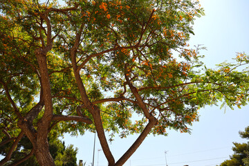 Tree with flowers, Mallorca.