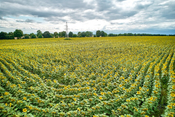 Piękne Słoneczniki © Thomas