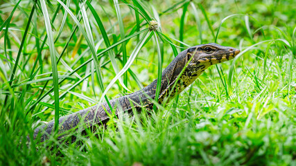 Water monitor lizard hiding in green grass