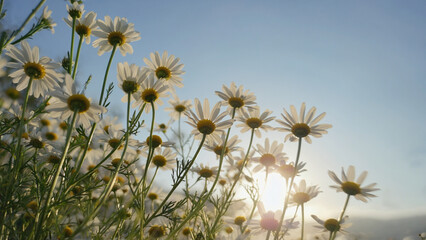 chamomile with blue sky background