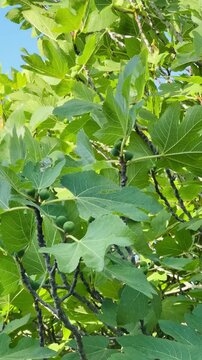 Close-Up of Fig Tree Branch with Fruits Swaying Under Clear Blue Sky.