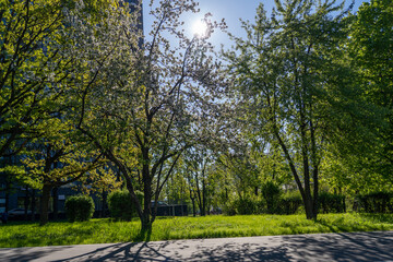 Sun-kissed urban park in full bloom, showcasing white-flowered trees, verdant grass, and sharp tree shadows stretching across sunny pathway