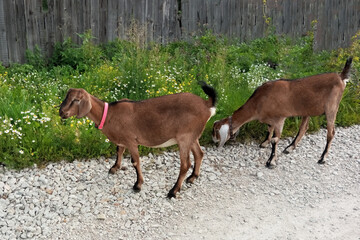 Two goats walking on a country road along a wooden fence during the summer daytime.