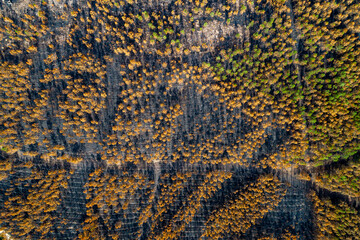 An abstract texture of a burnt forest from a top down view The Pattern of Devastation