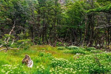 Delicate yarrow, orchids, and buttercups create a rich, naturalistic tapestry of small wildflowers,...