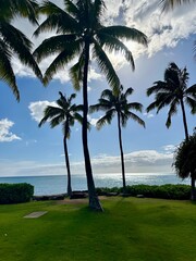 Bord de plage avec palmiers et sable fin.